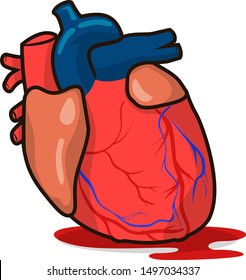 Human heart illustrated in vectors