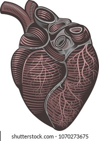 Human heart illustration