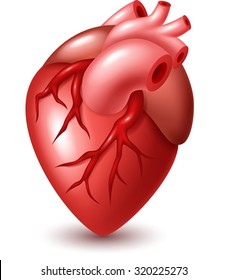 Human heart illustration