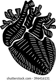 Human heart illustration