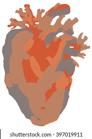 Human heart illustration