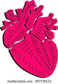 Human heart illustration