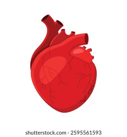 Human Heart Illustration – Anatomical Heart Vector Icon