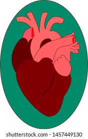 Corazón humano, ilustración, vector sobre fondo blanco.