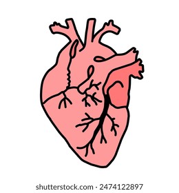 human heart illustration white background