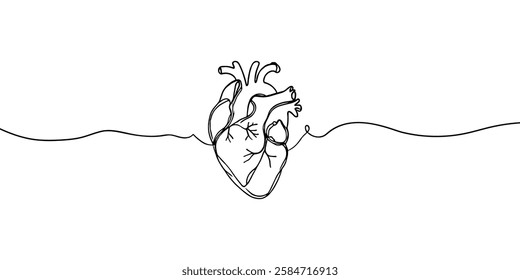 human heart internal organ in continuous line drawing. thin line illustration minimalism style