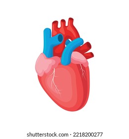 Human Heart, Internal Organ, Illustration