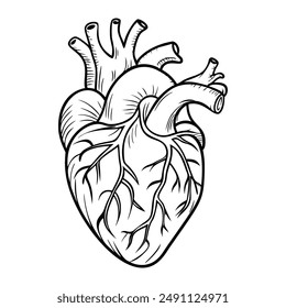 human heart. Internal organs. Icon on a white background. One line