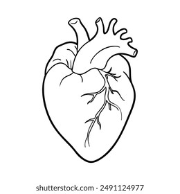 corazón humano. Órganos internos. Icono sobre fondo blanco. Una línea