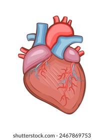 Human Heart Isolated. Human internal organ. Anatomical Illustration.  Science, medicine, biology education. Anatomical structure for medical info learning