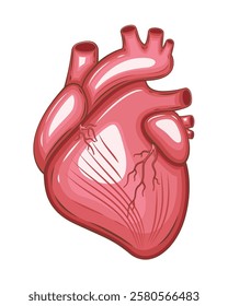 Human Heart Isolated. Human internal organ. Anatomical Illustration.  Science, medicine, biology education. Anatomical structure for medical info learning