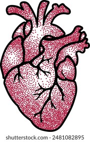 Menschliches Herz isoliert auf weißem Hintergrund. In: Anatomical Heart Vektorillustration.