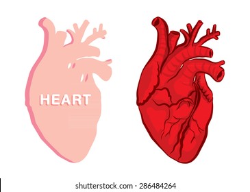human Heart  isolated on white backgrounds