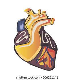 Human heart isolated on white. Vector illustration.
