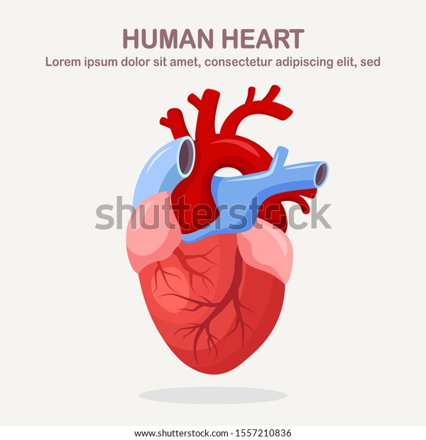 Human heart isolated on white\
background. Cardiology, anatomy concept. Vector cartoon\
design
