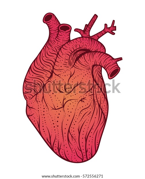 Human Heart Line Art Vector Illustration Stock Vector (Royalty Free ...