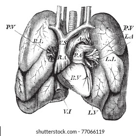 Human Heart and Lungs, vintage engraving. Old engraved illustration of the Human Heart and Lungs.  Trousset Encyclopedia