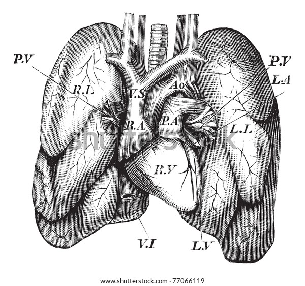 人間の心臓と肺 ビンテージ彫刻 人間の心と肺の古い彫刻のイラスト トルーセット百科事典 のベクター画像素材 ロイヤリティフリー