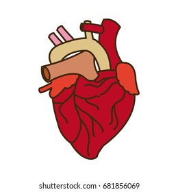human heart medical anatomical artery