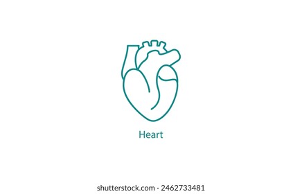 Human Heart Medical Icon for Cardiac Health