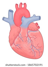 Dibujo de vectores médicos del corazón humano. 