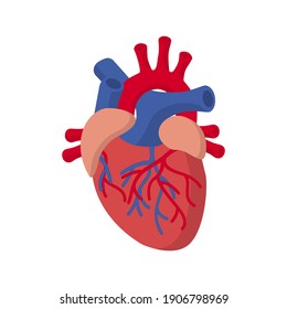 Human Heart. Medicine Design Background. Human heart anatomy. Organs symbol. Vector illustration in cartoon style. Vector illustration
