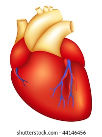 Human Heart, mesh