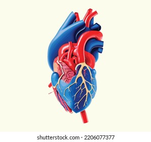 Human Heart Model Illustration Vector