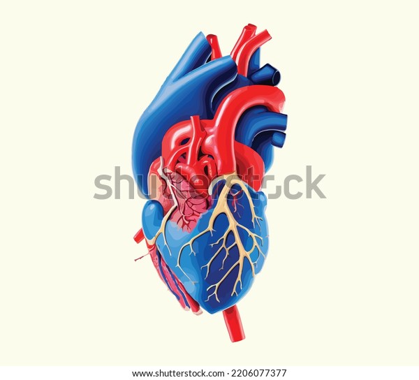 Human Heart Model Illustration Vector Stock Vector (Royalty Free ...