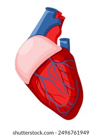 El modelo del corazón humano muestra la forma general del corazón, los vasos sanguíneos principales, la fisiología de los órganos internos. Diseño plano