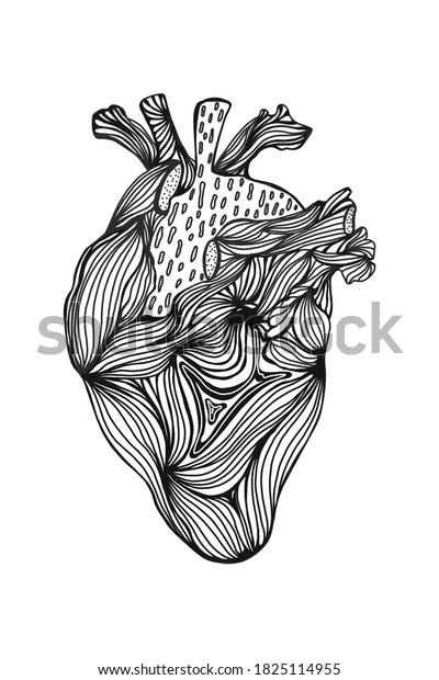 Human Heart Monochrome Line Drawing Artistic Stock Vector (Royalty Free ...