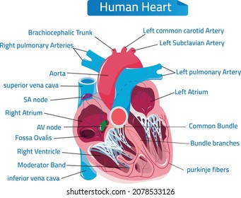 Human Heart Muscle Anatomy infographic chart figure with all parts aorta aortic arch artery vein right left atrium valves epicardium cardiac pulmonary trunk health care biology science education