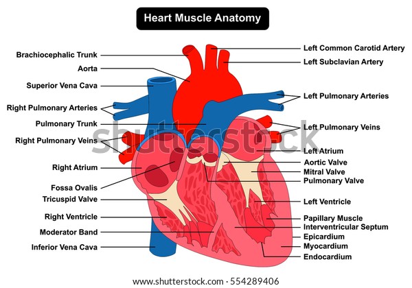 Human Heart Muscle Structure Anatomy Infographic Stock Vector