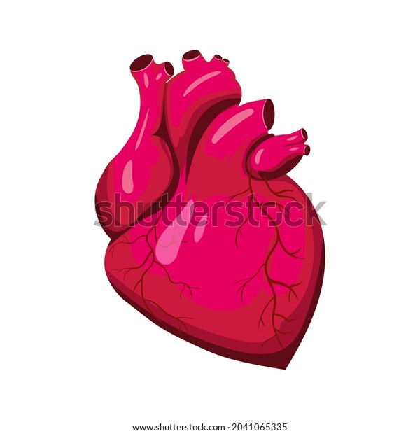 Human Heart Muscular Organ Symbol Icon Stock Vector (Royalty Free ...