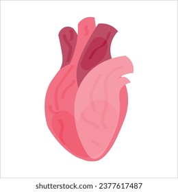 Corazón humano sobre fondo blanco