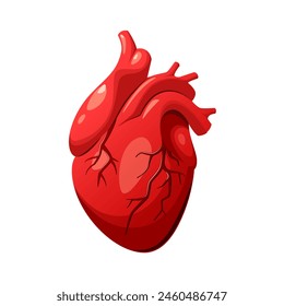 A human heart on a white background. Anatomy. Vector illustration in cartoon style.
