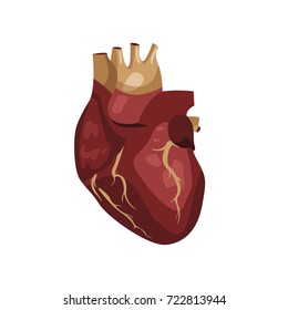 The human heart on a white background. Vector.