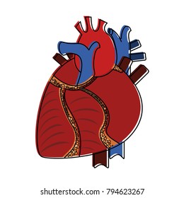 Human heart organ