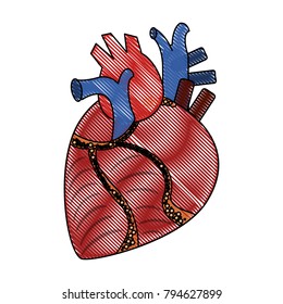 Human heart organ