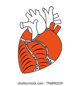 Human heart organ