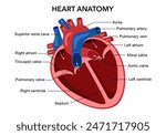 Human heart organ anatomy diagram in flat design on white background.