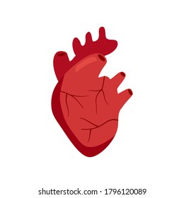 Menschliches Herz-Organ-Konzept, Vektorgrafik auf weißem Hintergrund. Menschliche Anatomie Aorta und Arterien in flachem Design.
