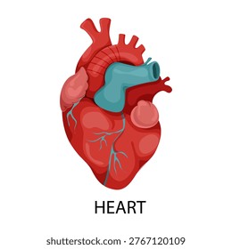 Human heart organ shown in flat style on white background representing medical anatomy concept. Vector illustration