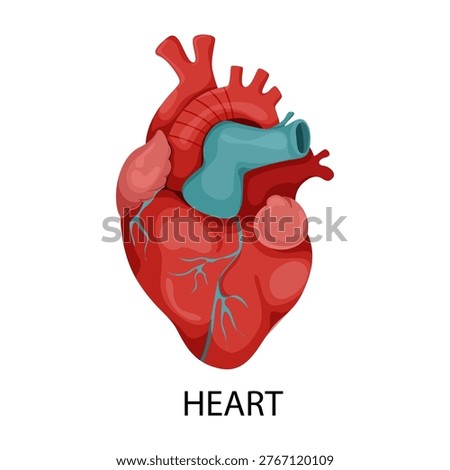 Human heart organ shown in flat style on white background representing medical anatomy concept. Vector illustration