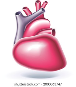 Human heart human organ vector
