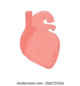 human heart organ vector icon