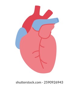 Human heart organ vector image, flat icon design illustration, human heart clip art, clip art hearts, design elements for cardiology clinic
