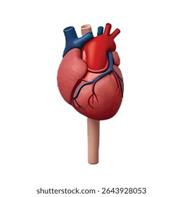 Human Heart Origin: Scientific Perspective Evolutionary Cardiovascular Anatomy