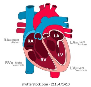 Human Heart Parts Anatomy. Cross Section Structure Draw. Right Atrium, Left Ventricle, Ra, Rv, La ,lv. Blank Basic Blue Red. Valves Isolated,  White Background. Illustration Vector