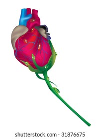 human heart rose